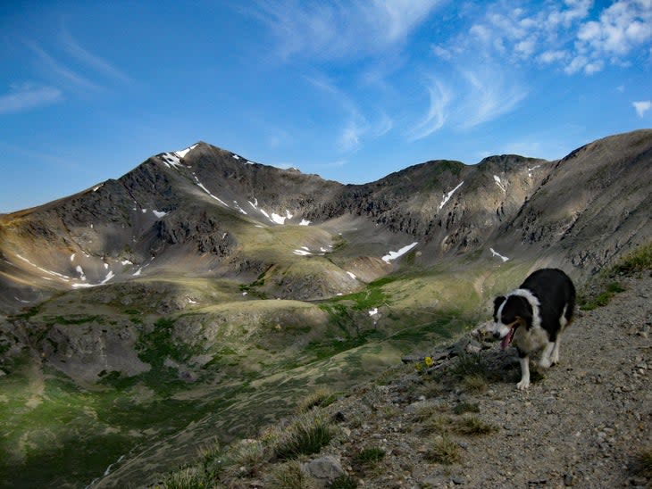 Border collie hiking Argentine Pass Colorado
