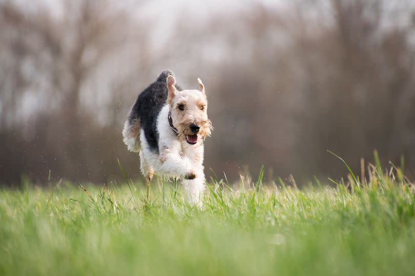 Dog Running Stock Image