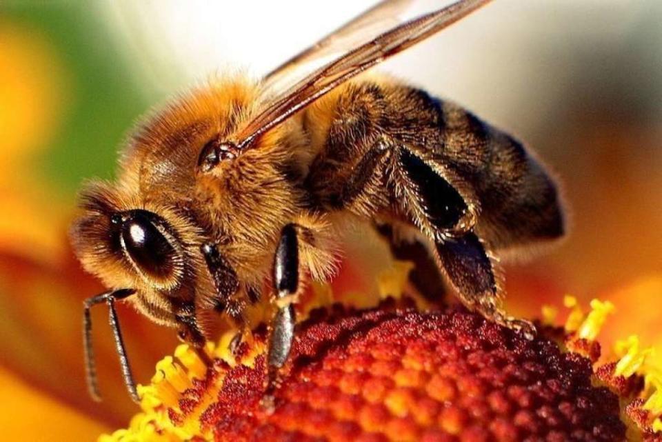 14% - La <a href="http://www.jolpress.com/abeilles-epilobee-etude-pesticides-saison-apicole-ruche-mort-disparition-article-825369.html" target="_blank">mortalité des abeilles</a> en hiver, au printemps et en été. Ce qui montre que la saison n'est pas la cause principale de l'extinction des abeilles.