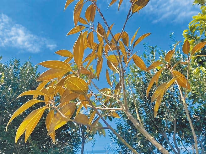 台東富山實驗小學與綠色冀泉企業合辦「你購物、我種樹」，此次種下的佛光樹，葉背呈金色絨毛，曾被農委會林務局將其列為「嚴重瀕臨絕滅」的稀有物種。（蔡旻妤攝）