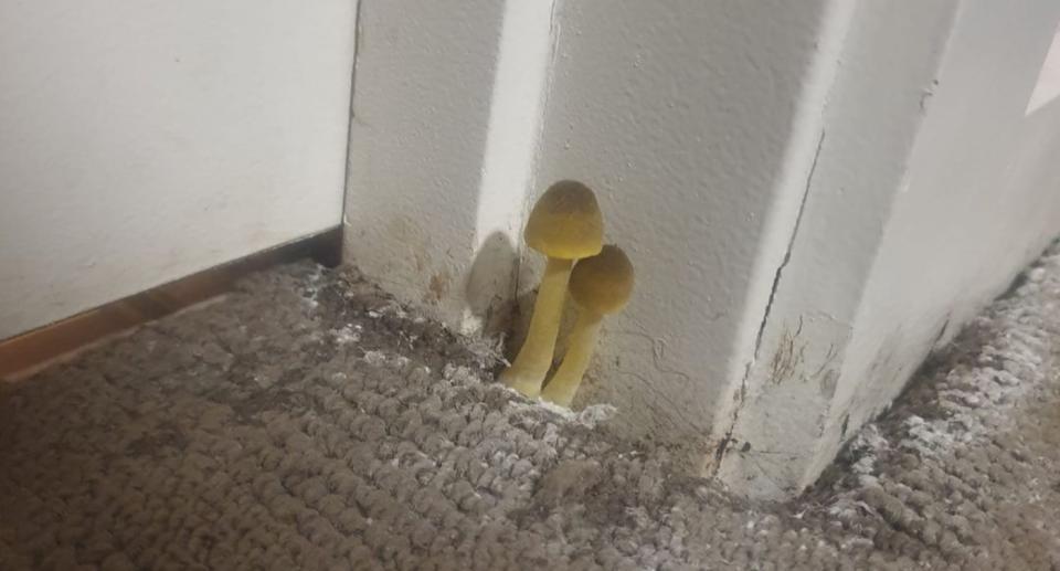 Mushrooms growing in carpet