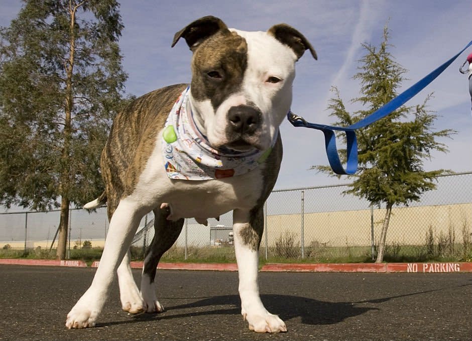 A pitbull like this one, burst into Luisa Cieslak's home and attacked her: Getty