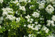 <p>These beautiful white star-shaped flowers are the ideal hedge plant for anyone looking for an evergreen shrub. Certain to boost your mood, they will attract a whole host of buzzing <a href="https://www.housebeautiful.com/uk/garden/plants/g36486302/flowers-for-bees/" rel="nofollow noopener" target="_blank" data-ylk="slk:bees;elm:context_link;itc:0;sec:content-canvas" class="link ">bees</a>. </p><p><a class="link " href="https://www.waitrosegarden.com/plants/_/choisya-ternata/classid.825/" rel="nofollow noopener" target="_blank" data-ylk="slk:BUY NOW VIA WAITROSE GARDEN;elm:context_link;itc:0;sec:content-canvas">BUY NOW VIA WAITROSE GARDEN</a></p>