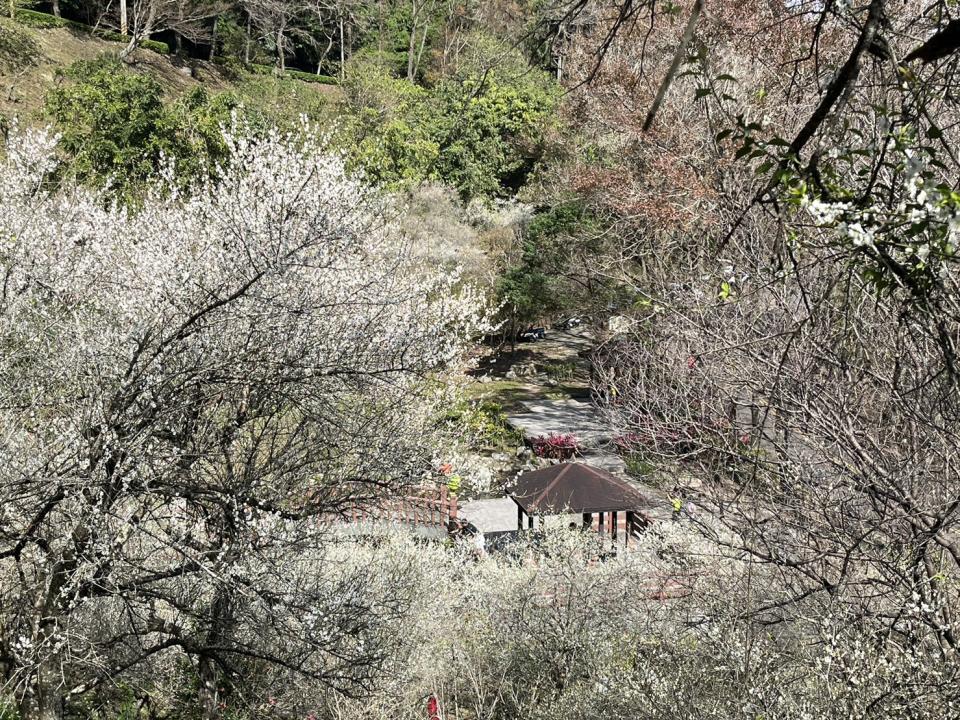 石門水庫梅花開約八成，春節期間全開值得一遊。（圖：北水局提供）