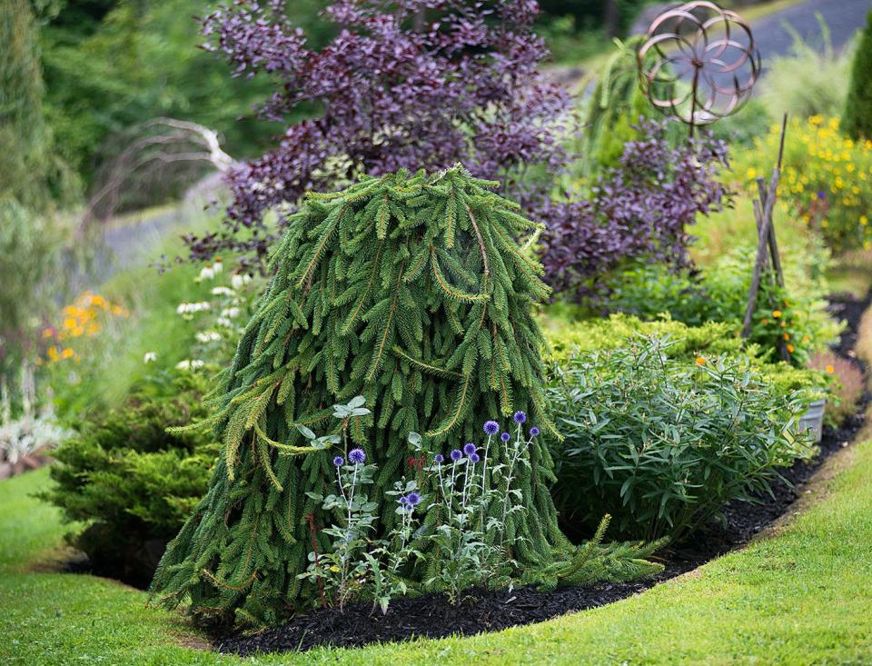 They're friendlier than a stockade fence, cheaper than a wall, and prettier than lattice. What are they? Evergreens. You'll find they offer plenty of privacy—and a whole lot more. Here are 10 great conifer candidates for evergreen landscaping.