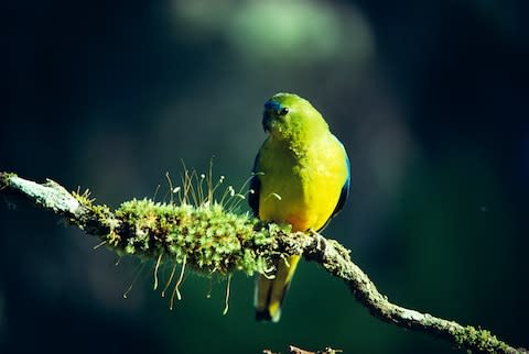 A rare orange-bellied parrot - Credit: GETTY