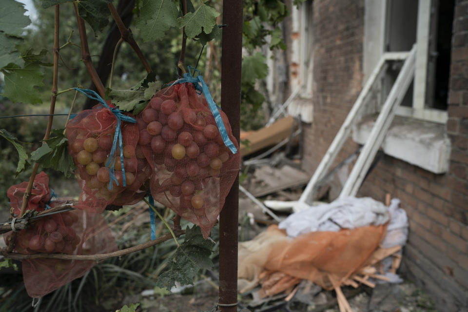 Grapes hang in the garden of Yevhenia Butkova's house that was damaged after a Russian attack in Pokrovsk region, Ukraine, Sunday, Sept. 11, 2022. (AP Photo/Leo Correa)