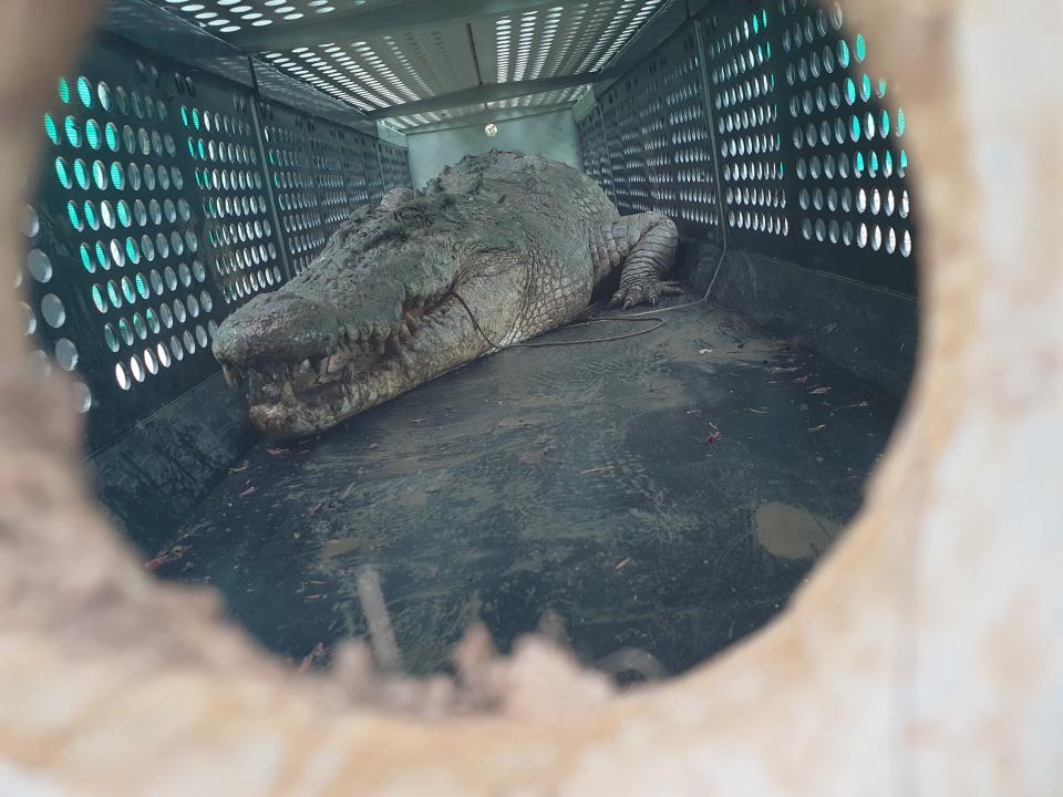 The dangerous 3.9-metre crocodile that spent months stalking the residents of Herbert River in North Queensland, Australia. 