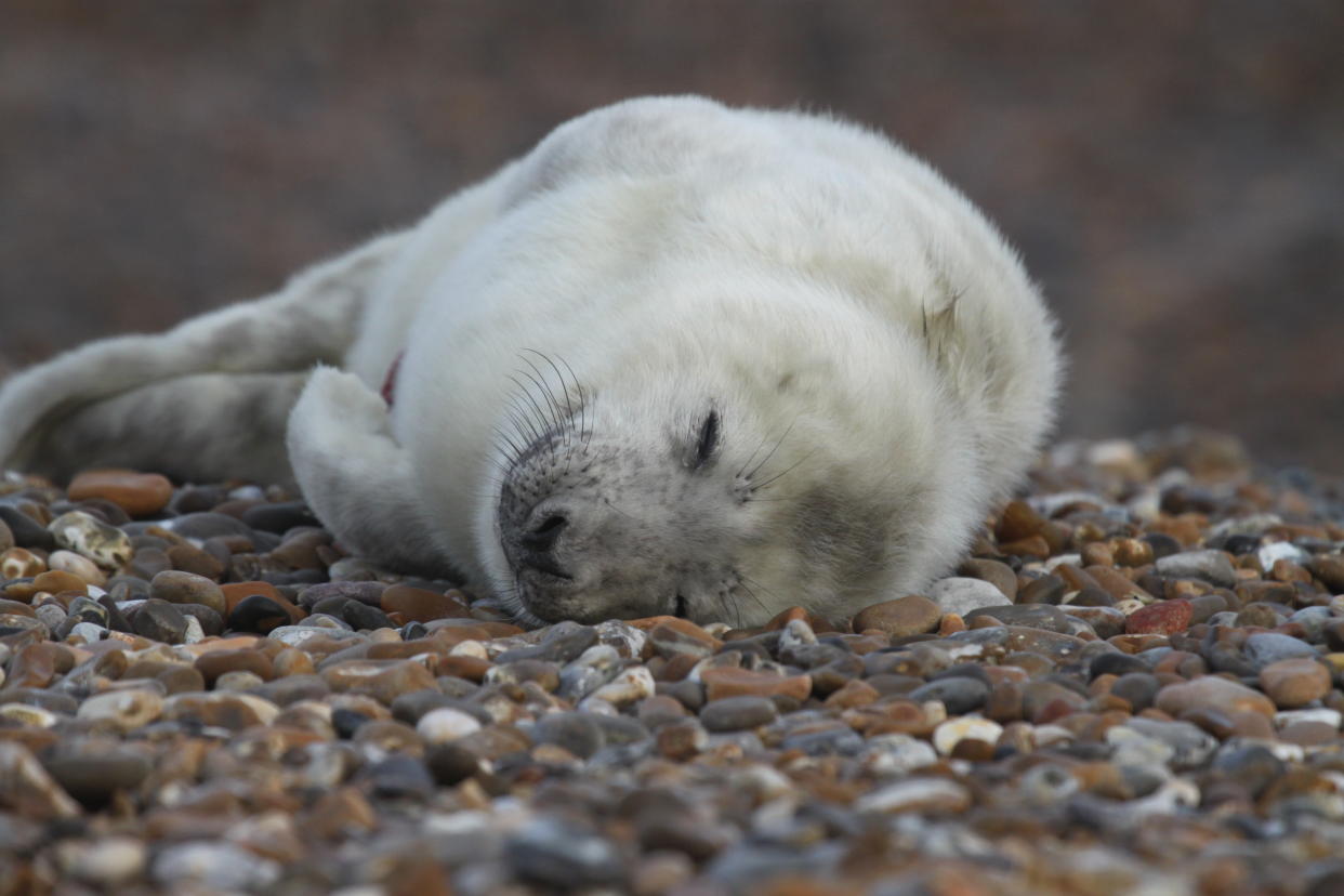 The National Trust has warned against unauthorised access and use of drones, to help protect the seals. (Andew Capell/ National Trust/ PA)