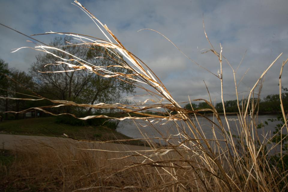Johnson grass is among the invasive plant species that partners in the Topeka Riverbank Restoration Project hope to control in the area of the boat ramp at Kaw River State Park.