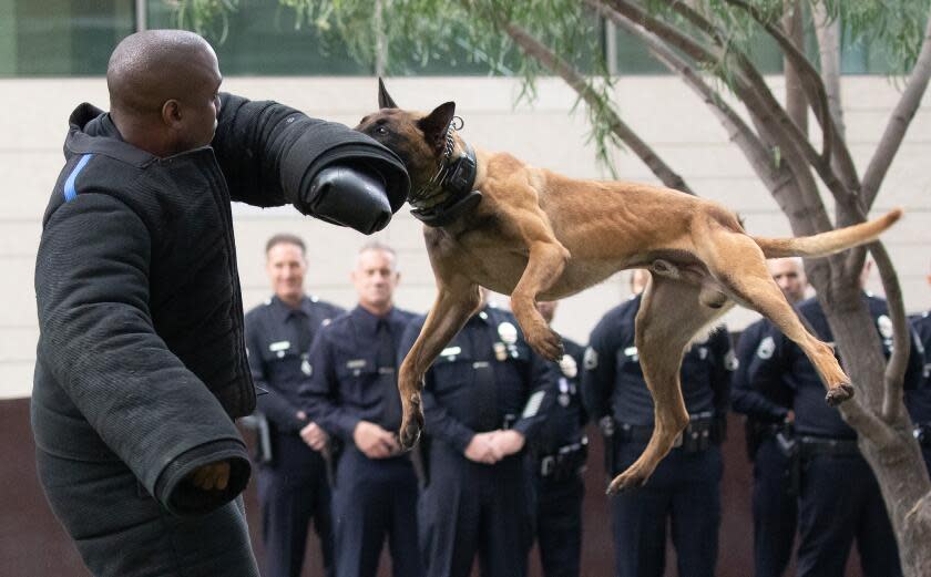 LOS ANGELES, CA - MAY 25: Los Angeles Police Department K-9 Dutch shows off his agility during a demonstration on Thursday, May 25, 2023 with LAPD canine handler Chris Jones at a ceremony to honor police service dogs killed in the line of duty. A memorial was unveiled at the LAPD headquarters. (Myung J. Chun / Los Angeles Times)