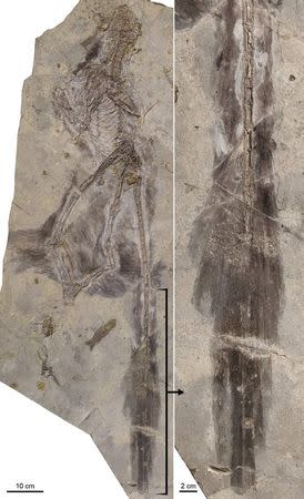 An image of newly discovered dinosaur Changyuraptor (R) with details of plumage is seen in this handout photo released on July 15, 2014, courtesy of the Natural History Museum (NHM)'s Dinosaur Institute. Scientists on Tuesday described fossils of the strange Changyuraptor yangi dinosaur that lived in China 125 million years ago, which was covered in feathers, looked like it had two sets of wings and may have been able to glide. REUTERS/L. Chiappe/Dinosaur Institute/NHM/Handout via Reuters