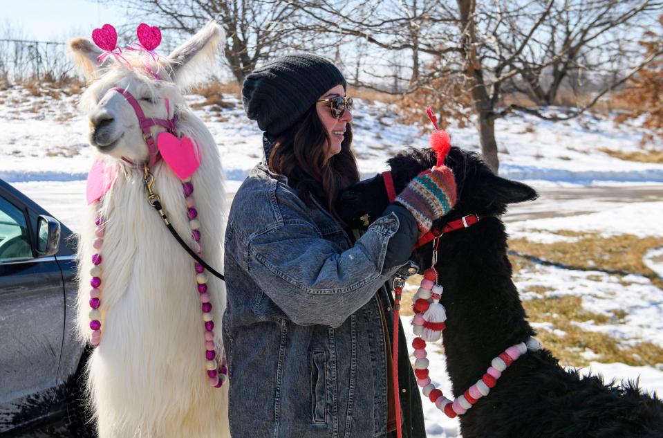 Prairie Patch Farms co-owner Kahle Boutte leads Earl and Simon out to the mini van before their scheduled "Llama-Gram" stops Monday, Feb. 14, 2022 in Shueyville.