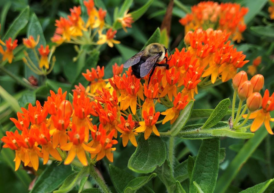 A bee visits butterfly milkweed that's planted in a wildflower garden along the Riverside Trail just north of Keller Park in South Bend.