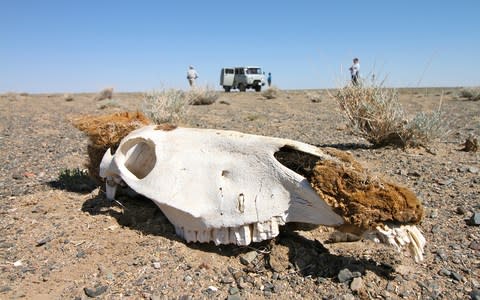 A skull on the steppe - Credit: MIKE UNWIN