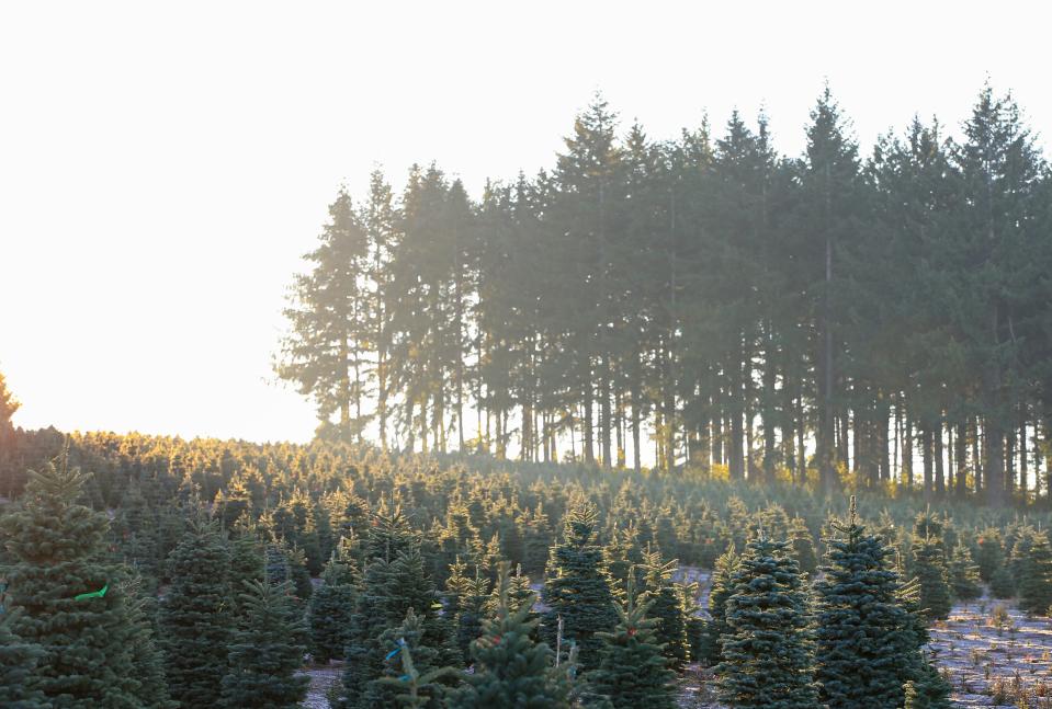 Los abetos se etiquetan con cintas codificadas por colores según su altura antes de ser cortados y embalados en Silver Bells Christmas Trees en Silverton, Oregon, el martes 15 de noviembre de 2022.