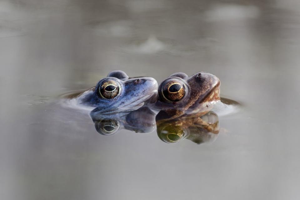 <p>Getty</p> Two common frogs.