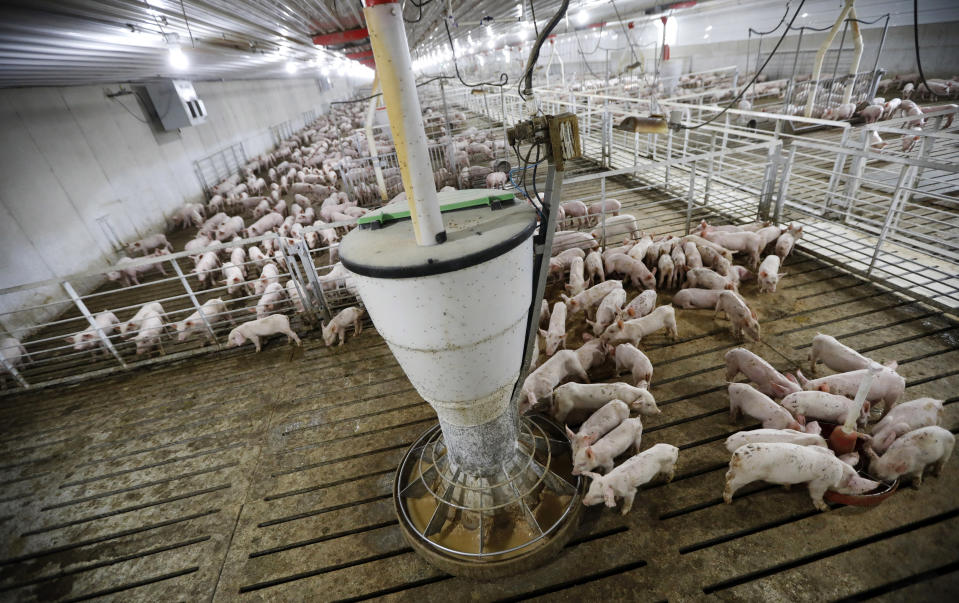 Cerdos comiendo en un establo moderno de la hacienda de Gary Sovereign en Lawler, Iowa, fotografiado el 31 de octubre del 2018. Los viejos corrales han dado paso a establos gigantescos en los que se crían grandes cantidades de ganado con métodos industriales. (AP Photo/Charlie Neibergall)