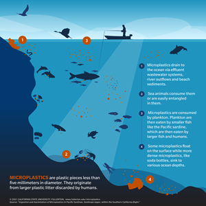 pacific ocean animals food chain