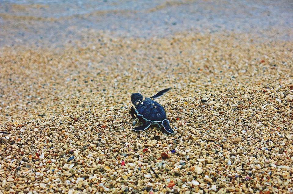 綠蠵龜會利用晚上爬上岸，在中澳沙灘等處產卵，待孵化後就游回海洋。（大鵬灣國家風景區官網／李思緯攝影）