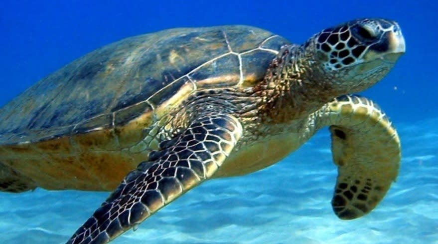 Trinidad y Tobago, un espacio natural.