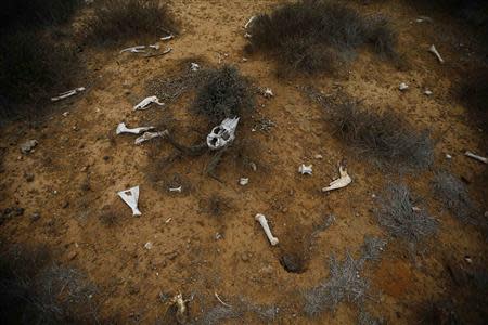 Antelope bones are scattered across an arid landscape near Aberdeen in the Karoo October 11, 2013. REUTERS/Mike Hutchings