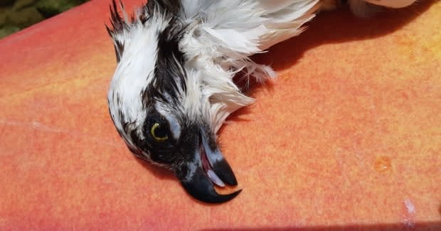 The body of an osprey lies on the bow of a kayak after it was cut down from the place it died: tangled in fishing line below the Adelaide Street bridge.  (Ian Geleynse - image credit)