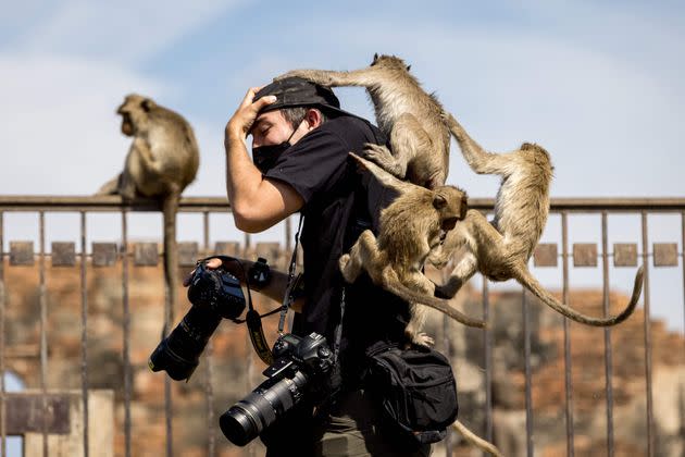 Macaque monkeys climb onto a news photographer at the Phra Prang Sam Yod temple during the annual Monkey Buffet Festival in Lopburi province, north of Bangkok, on Sunday. (Photo: JACK TAYLOR/AFP via Getty Images)