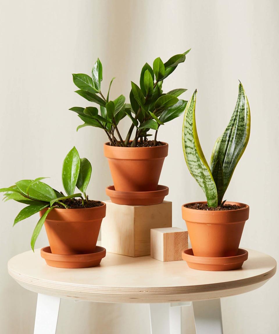 8) Set of 3 Plants