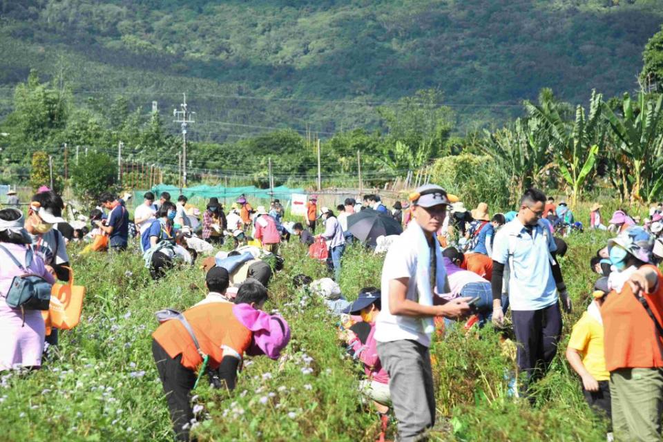 花蓮首屆胡蘿蔔節四日舉辦開園儀式，民眾扶老攜幼一起拔蘿蔔。（花蓮縣政府提供）