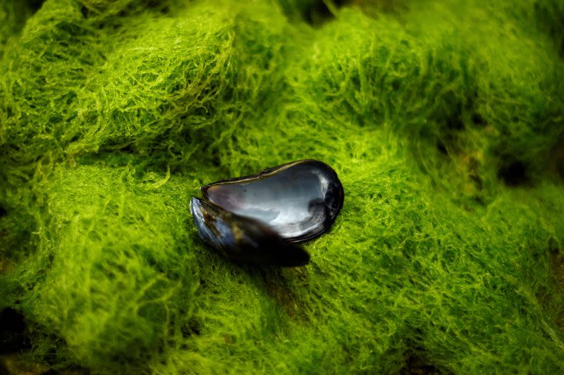 FILE PHOTO: An open mussel shell in the west of Norway