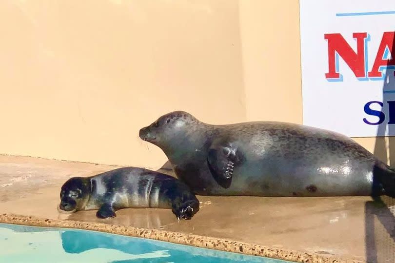 Natureland Seal Sanctuary in Skegness is one of the recommended attractions
