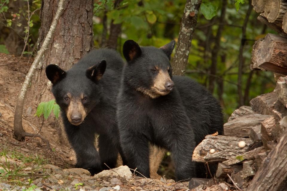 “These smart and long-lived animals are learning and often teaching their young habits that will put their lives and people’s property at risk,” says Jeff Hunter, senior program manager with National Parks Conservation Association.