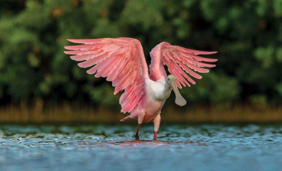 Photo of a bird at Tigertail Beach