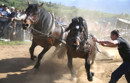A competitor pushes his horses during "Straparijada", an event in which horses compete in strength hauling heavy logs, in Izacic, near Bihac, Bosnia and Herzegovina, April 20, 2019. REUTERS/Dado Ruvic