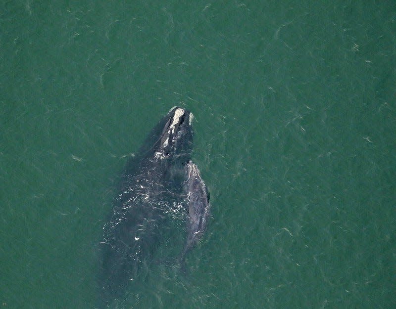 Right whale #3904 ‘Champagne’ and calf were sighted approximately 3 nautical miles east of Amelia Island, FL on January 21, 2021. Champagne is 12 years old and this is her first documented calf.