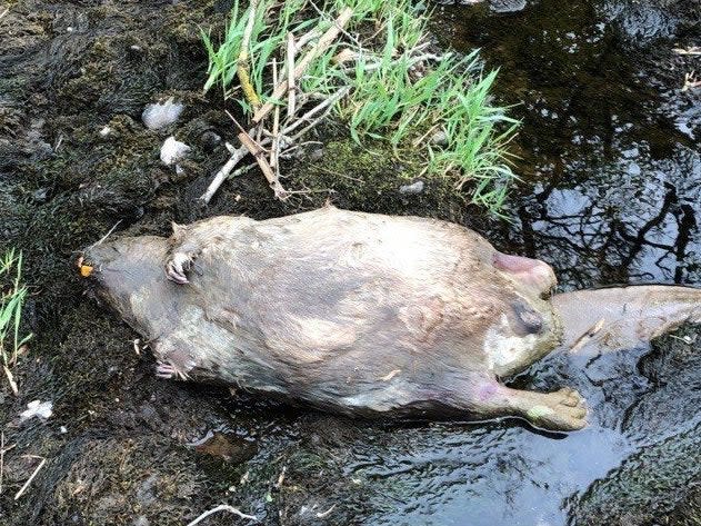 A pregnant beaver has been illegally shot dead on a riverbank in Scotland, three weeks after the species was given protected status.The Scottish Society for Prevention of Cruelty to Animals (SPCA) said the animal endured “significant unnecessary suffering” before its death.Since 1 May it has been illegal to kill beavers or destroy established dams and lodges in Scotland without a licence as they now have European Protected Species status.The animal’s body was discovered on a riverbank between Crieff and Comrie in Perthshire, central eastern Scotland, in late April.A Scottish SPCA chief inspector, who cannot be named due to his undercover work, said: “We can confirm we are investigating a report of a deceased pregnant beaver which had been killed in a manner that caused significant unnecessary suffering.“Legislation to protect beavers was put in place on 1 May and outlines that as a way of minimising the impact on land use in some areas, the culling of beavers can be carried out by licensed and trained persons using humane methods which avoid unnecessary suffering and gives due regard to animal welfare.“The beaver was shot and could be proven to have suffered significantly before being killed.“The legislation states that all attempts should be made to protect the entire family group and avoid lethal control during pregnancy or kit dependency period.“We want to ensure the welfare of beavers in the wild and any dependent young they may have.”The death comes days after wildlife campaigners warned Scottish beavers are being killed in “cruel and callous” ways despite full protection under European law.The creatures are being “bludgeoned to death” during the breeding season on the River Tay, according to ecologists.Beavers were first released in Tayside in 2006 and for 13 years they had no protected status. Farmers and landowners – who consider beavers a problem because their dams cause flooding and damage crops – have often been criticised for killing them in cruel ways. Since 1 May farmers and landowners have had to apply for a licence which stipulates that killing must be “done in such a way so as to minimise welfare impacts”. The Scottish government has already issued 28 licences to kill beavers and remove dams. Approximately 170 people have been accredited as beaver controllers so they too could also apply for licences. There are only 450 beavers on the Tay.Sources have estimated 200 or more beavers have been killed on the Tay so far.“The population simply cannot take this. I’m not sure where this will leave the species in Scotland,” ecologist Derek Gow told The Independent earlier this month.The Scottish SPCA said beavers are a “fascinating species” capable of the intricate engineering of dams and they can have a positive impact on their surrounding environment and ecosystem.The organisation said it will be investigating all reports of the killing of beavers where welfare has been compromised.It urged anyone with information to phone the confidential animal helpline on 03000 999 999.Beavers disappeared from the UK more than 400 years ago due to human persecution but a project to reintroduce them began in 2009.The population of around 450 beavers in Scotland are in two separate populations, in Tayside and mid-Argyll.
