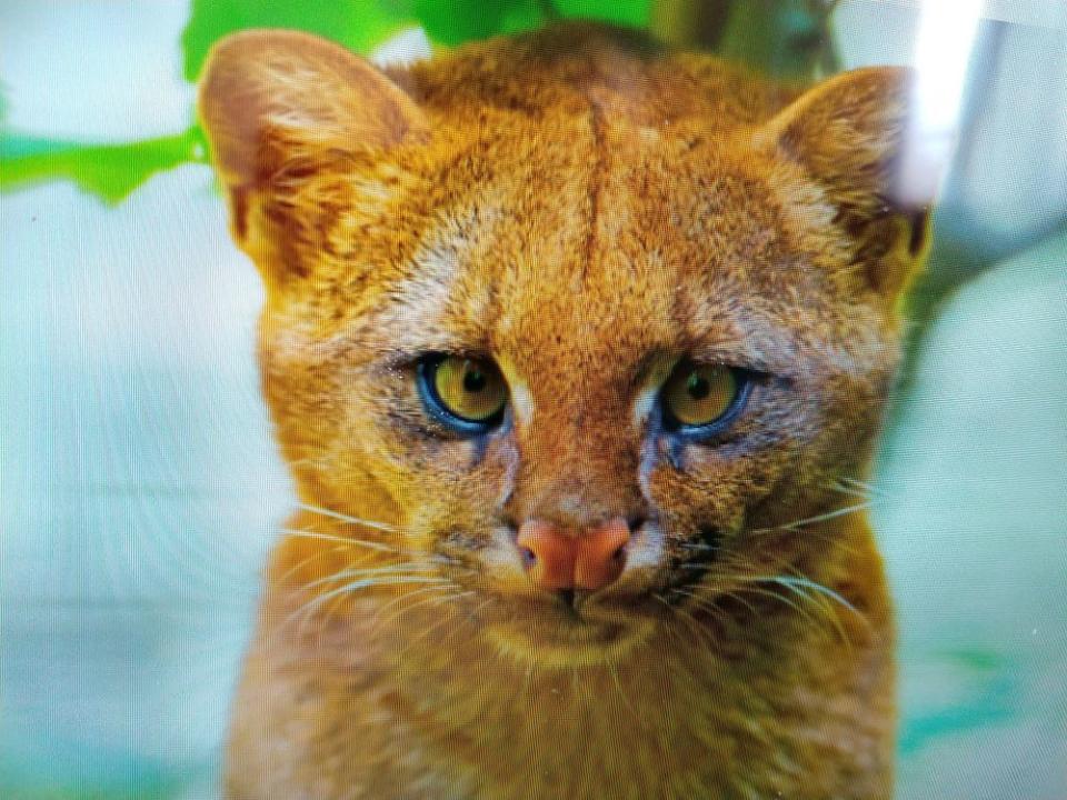 Jaguarundi | FARA Fundacion Argentina de Rescate Animal