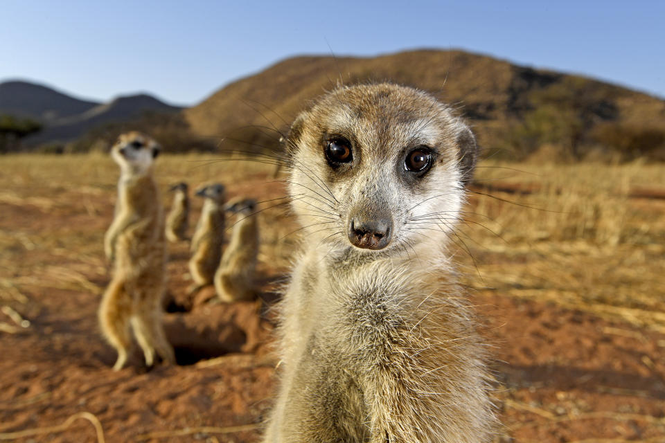 A meerkat in the Tswalu Kalahari Reserve in South Africa gazes at German-South African photographer Thomas Peschak. (Thomas Peschak / Wildlife Photographer of the Year)