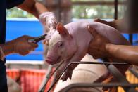 Staff make marks on a pig on a farm in Pingtung