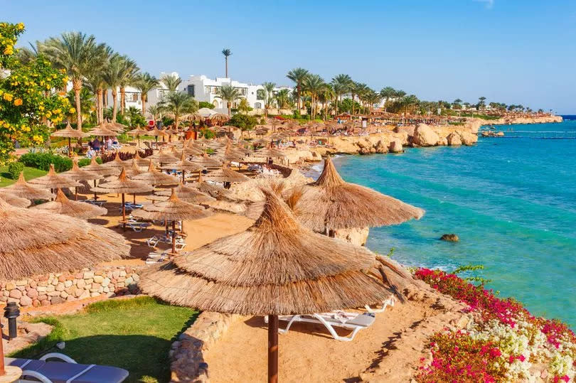 Sunny resort beach with palm tree at the coast shore of Red Sea in Sharm el Sheikh, Sinai, Egypt, Asia in summer hot. Bright sunny light