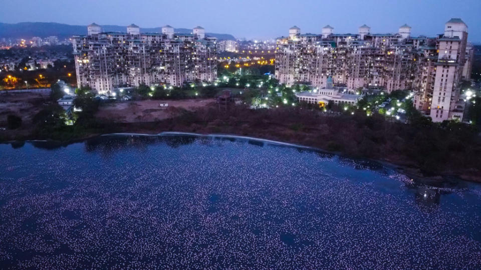 Flamingoes are seen in huge numbers behind NRI colony in Talawe wetland, Nerul, during nationwide lockdown due to Coronavirus, on April 18, 2020 in Mumbai, India. | Pratik Chorge/Hindustan Times—Getty Images