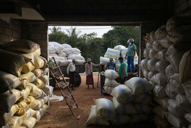 Fertiliser ban decimates Sri Lankan crops as government popularity