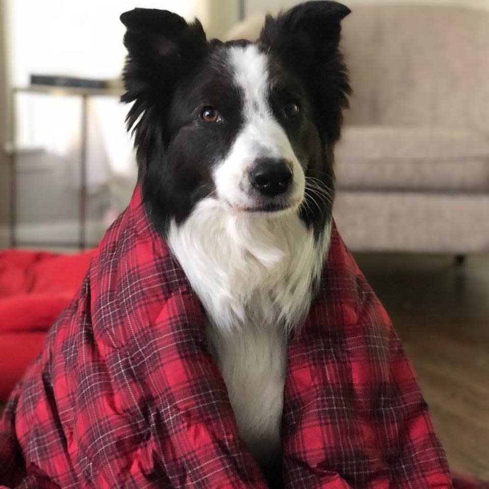 Australian shepherds are the favorite dog breed in the United States.