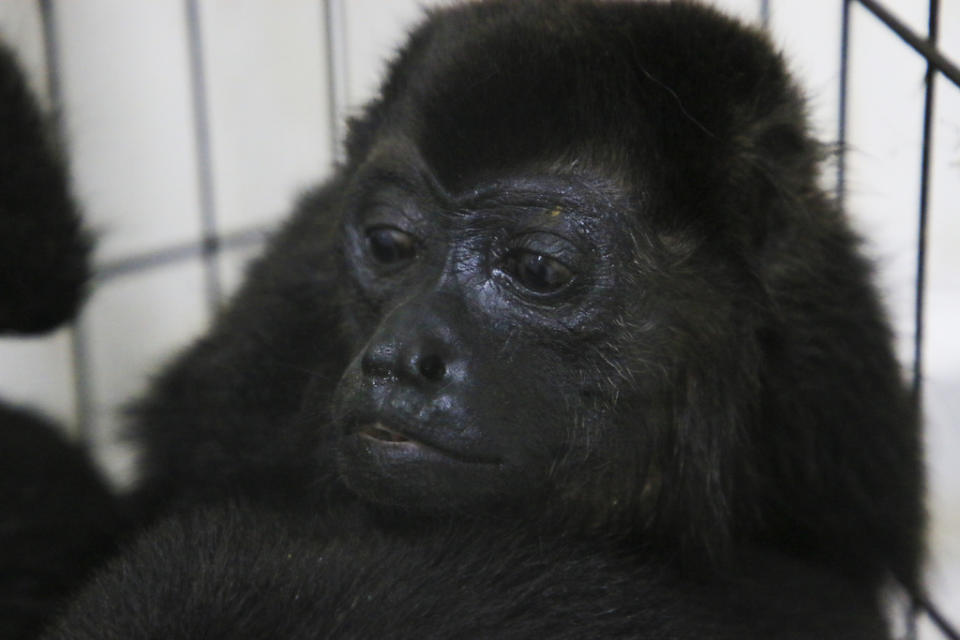 A howler monkey sits inside a cage with others at a veterinarian clinic after they were rescued amid extremely high temperatures in Tecolutilla, Tabasco state, Mexico, Tuesday, May 21, 2024. Dozens of howler monkeys were found dead in the Gulf coast state while others were rescued by residents who rushed them to a local veterinarian. (AP Photo/Luis Sanchez)