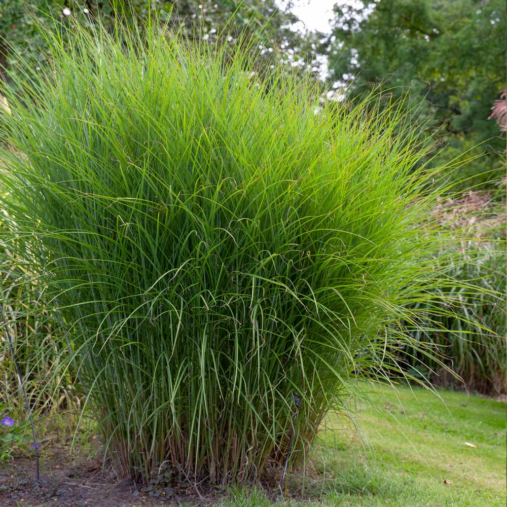 <p><a href="https://go.redirectingat.com?id=74968X1596630&url=https%3A%2F%2Fwww.fast-growing-trees.com%2Fproducts%2Fmiscanthus-gracillimus%3Fvariant%3D39387377434686%26gad_source%3D1%26gclid%3DCjwKCAjwuMC2BhA7EiwAmJKRrCA5HYohZJZ4jwowB5tdBvuJ3GCPR-rwV3dqsGfwBx0fyWsXPQHluxoCFDYQAvD_BwE&sref=https%3A%2F%2Fwww.veranda.com%2Foutdoor-garden%2Fg62009209%2Flow-maintenance-shrubs-for-front-of-house%2F" data-i13n="elm:affiliate_link;elmt:premonetized" rel="sponsored" target="_blank" data-ylk="slk:Shop Now;elm:affiliate_link;elmt:premonetized;itc:0;sec:content-canvas" class="link rapid-noclick-resp rapid-with-clickid etailiffa-link">Shop Now</a></p> <p>Miscanthus Grasses</p> <p>fast-growing-trees.com</p> 