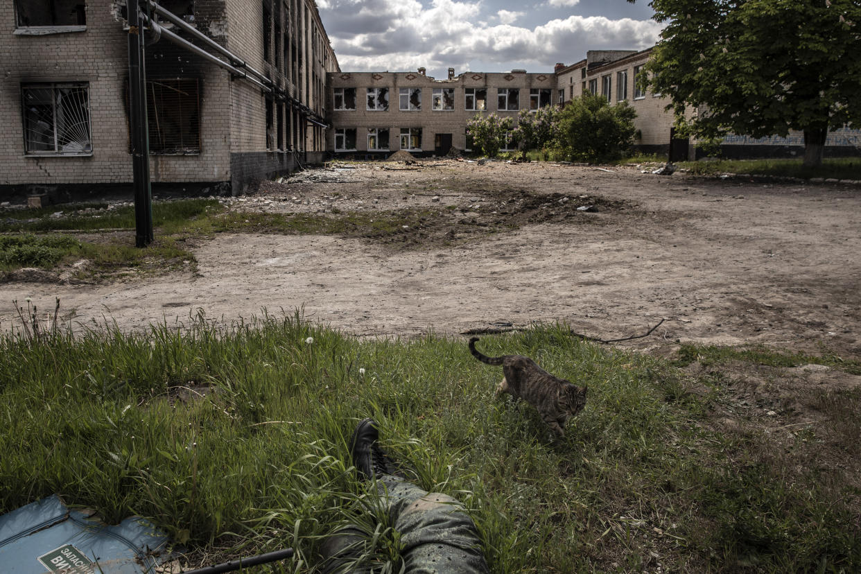 Un gato se acerca al cuerpo de un soldado ruso frente a una escuela destruida por un bombardeo en el pueblo de Vilkhivka, Ucrania, el 19 de mayo de 2022. (Finbarr O'Reilly/The New York Times).