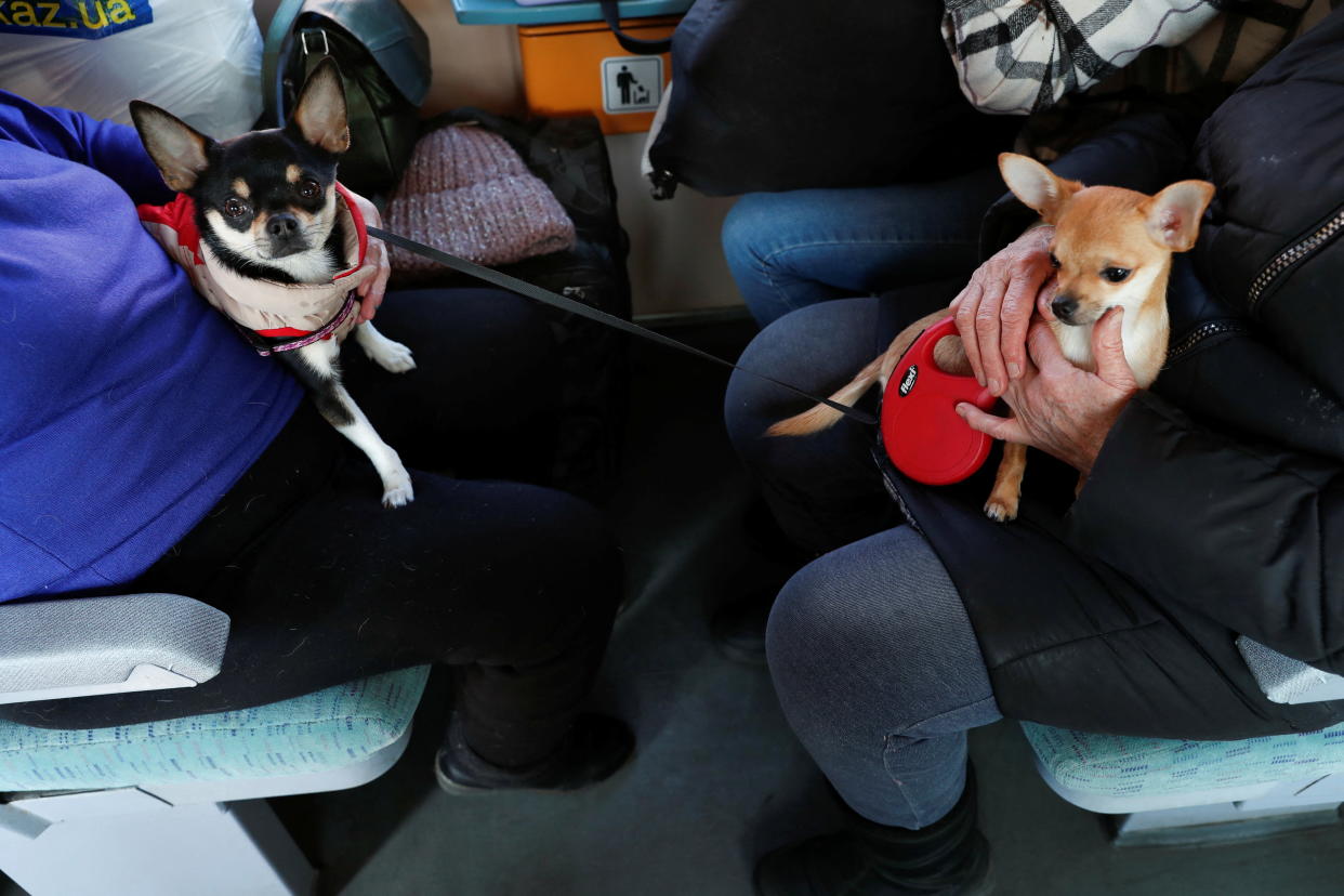 People carry their small dogs on their laps on a train.