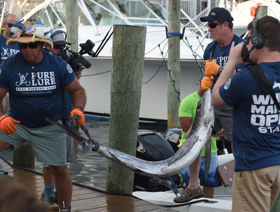 A white marlin is taken to the scale at the White Marlin Open Friday, Aug. 6, 2021, on Harbour Island in Ocean City, Maryland.