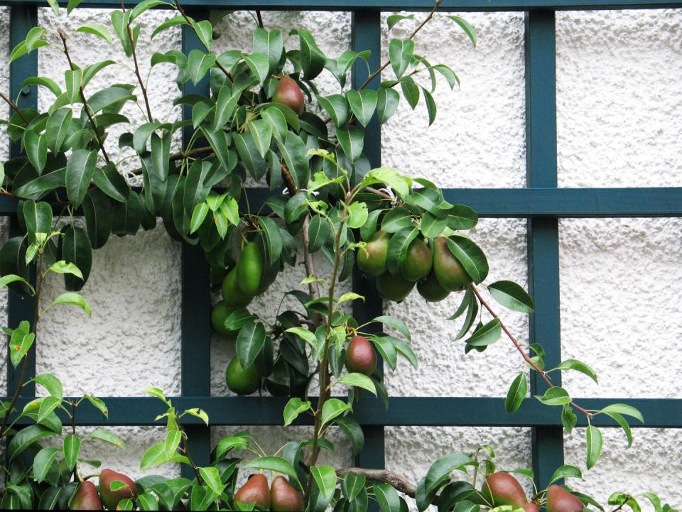 Pears on Lattice